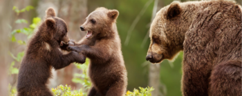 be-safe-around-bears