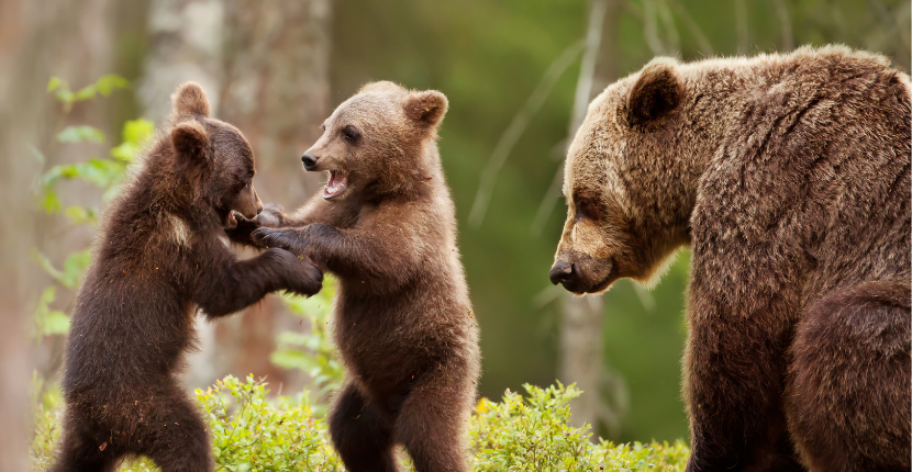 be-safe-around-bears