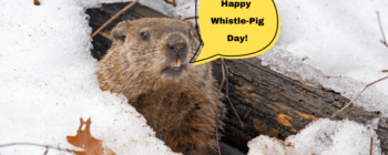 groundhog-day-or-whistle-pig-day